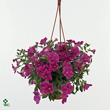 Petunia  'Famous Pink'