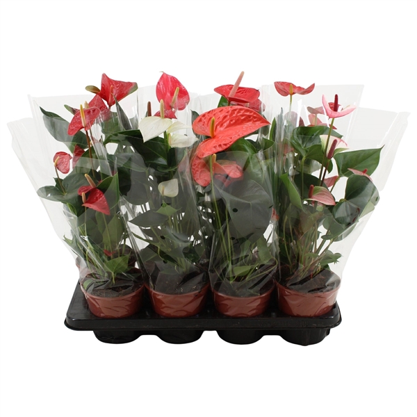 <h4>Anthurium Paradise mix in transparant sleeve</h4>