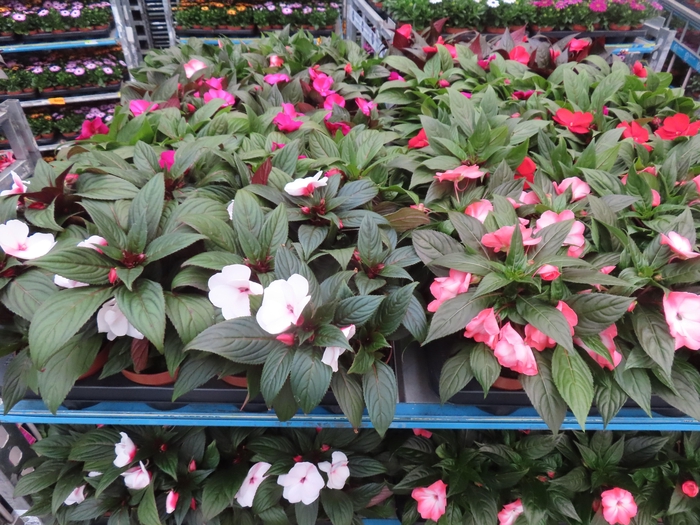 <h4>IMPAT NG MIXK 4 KL</h4>