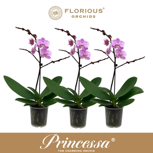 No9 Phalanopsis 1 Tak Roze