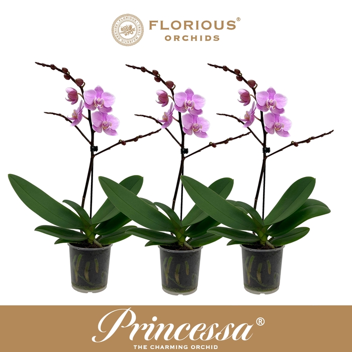 <h4>No9 Phalanopsis 1 Tak Roze</h4>