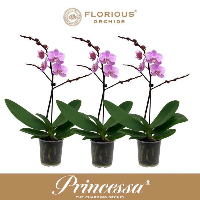 <h4>No9 Phalanopsis 1 Tak Roze</h4>