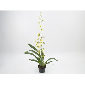 ONCIDIUM COLMANARA P15