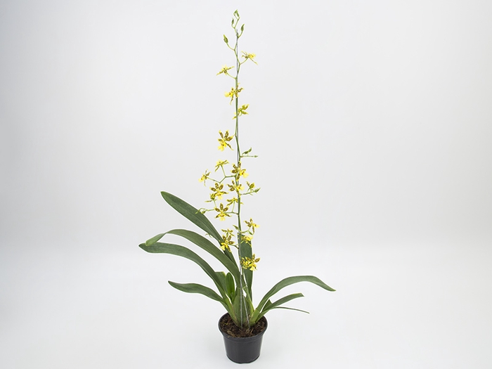 ONCIDIUM COLMANARA P15
