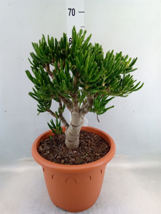 <h4>Crassula ovata 'Horn Tree'</h4>