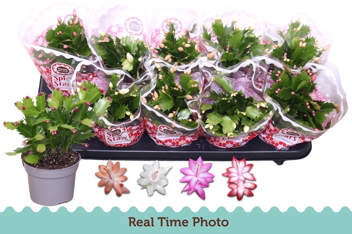 <h4>SCHLUMB GEM 4 KL</h4>