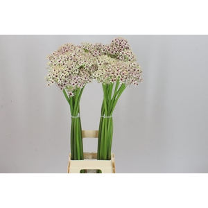 Allium Silverspring