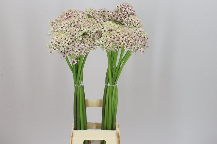 <h4>Allium Silverspring</h4>