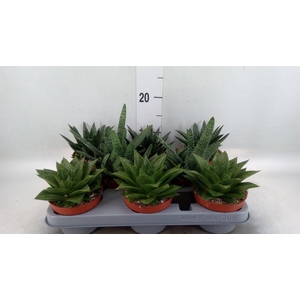 Aloe   ...mix