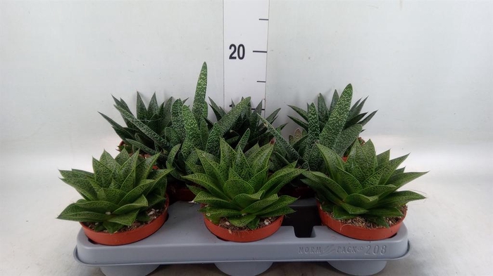 <h4>Aloe   ...mix</h4>