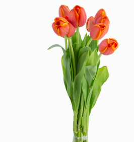 TULIPA LARANJA