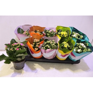 arr8 Kalanchoe Double Deluxe Mix