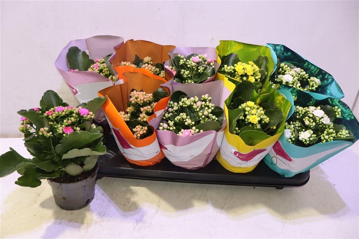 <h4>arr8 Kalanchoe Double Deluxe Mix</h4>