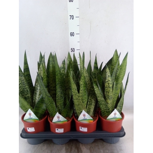 Sansevieria zeylanica