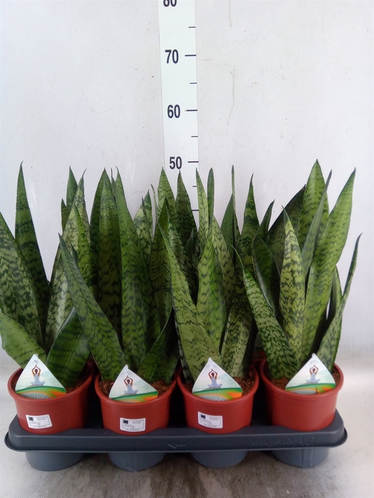 <h4>Sansevieria zeylanica</h4>