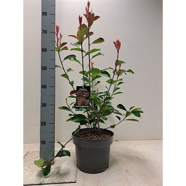 <h4>Photinia x fraseri 'Red Robin' - C5</h4>