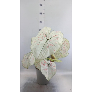 Caladium   ...