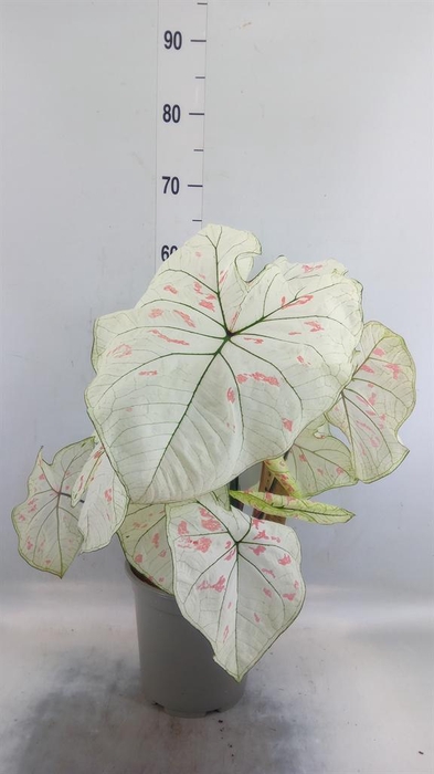 <h4>Caladium   ...</h4>