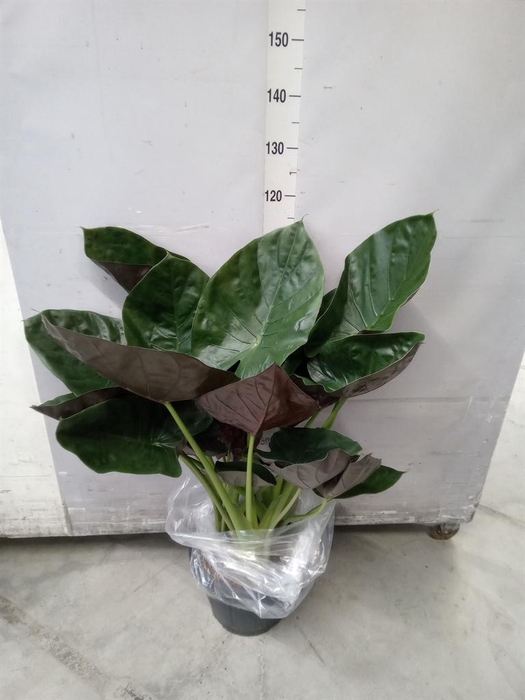 <h4>Alocasia wentii</h4>