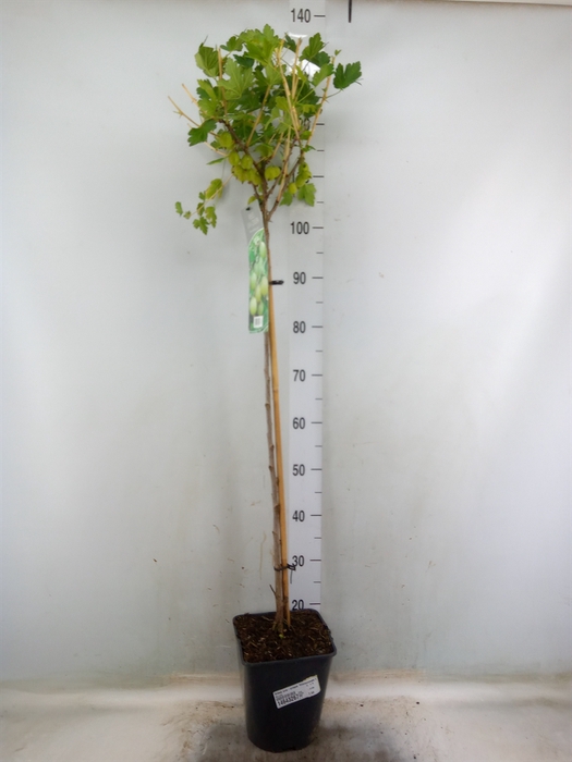 <h4>Ribes uva-crispa 'Hinnonmaki Gron'</h4>