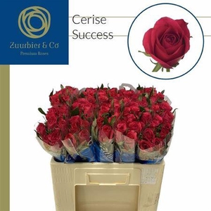 R Gr Cerise Success