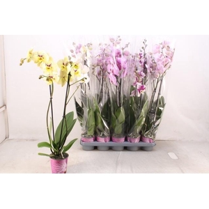 PHAL GEM 5 KL