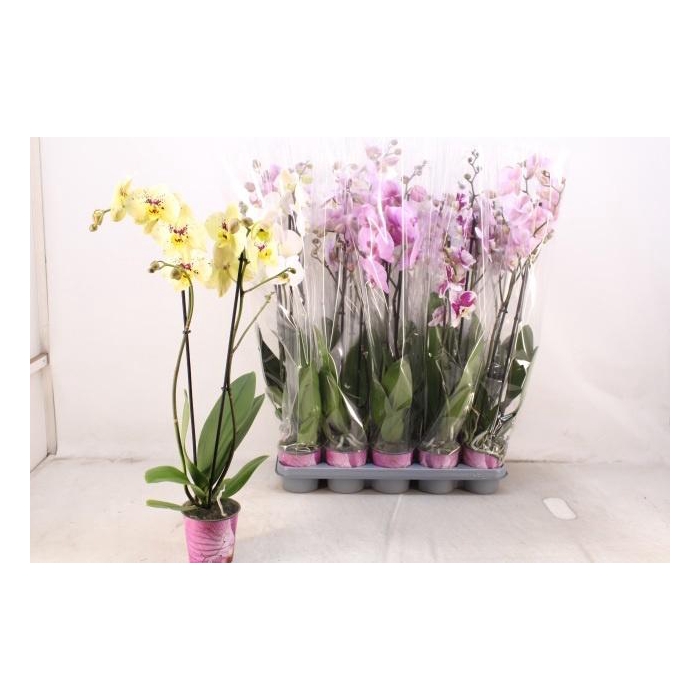<h4>PHAL GEM 5 KL</h4>