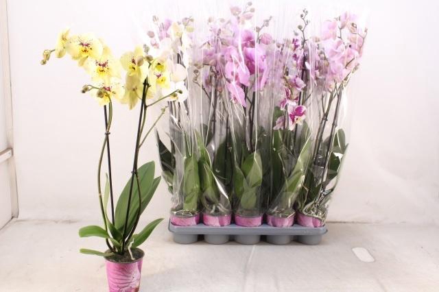 PHAL GEM 5 KL