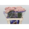 Ozothamnus Cooks Pink