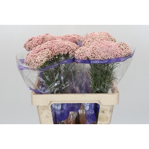 Ozothamnus Cooks Pink