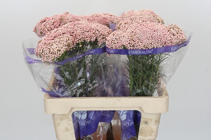 Ozothamnus Cooks Pink