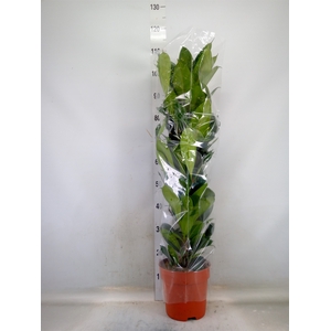 Ficus cyathistipula