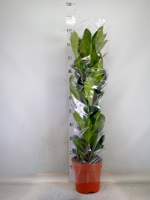 <h4>Ficus cyathistipula</h4>