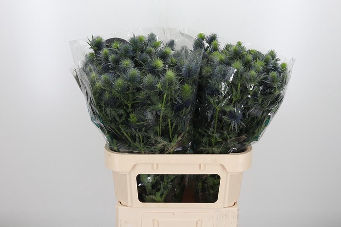 <h4>Eryn Supernova</h4>