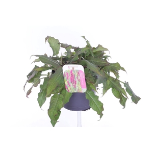 Persicaria amplexicaulis Amethyst Summer