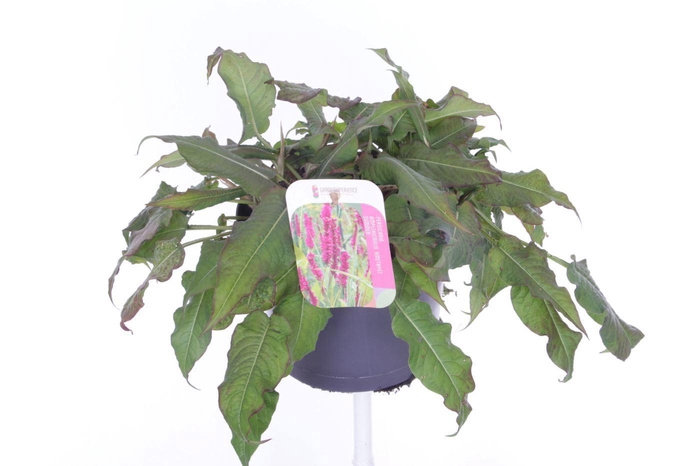 <h4>Persicaria amplexicaulis Amethyst Summer</h4>