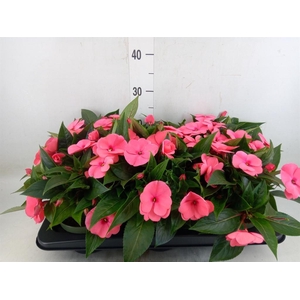 Impatiens NG 'Tamarinda Salmon'