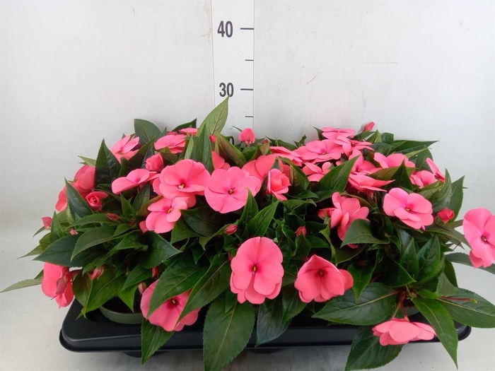 <h4>Impatiens NG 'Tamarinda Salmon'</h4>