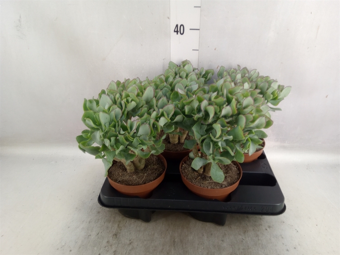 Crassula arborescens subsp. undilat