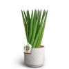 SANSEVIERIA CYLINDRICA P10 DUNE SPATH
