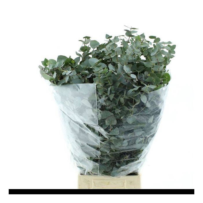 <h4>EUC CINEREA PER BOS</h4>