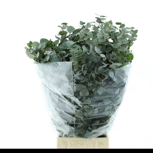 <h4>EUC CINEREA PER BOS</h4>