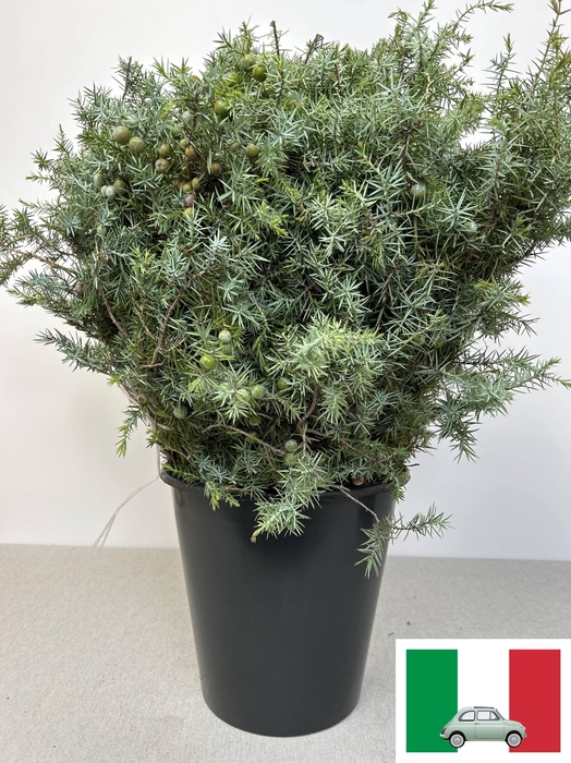 <h4>JUNIPERUS PB</h4>