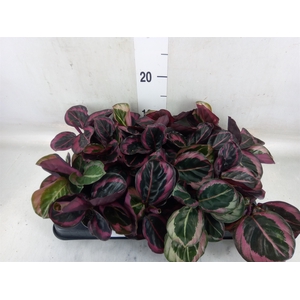 Calathea   ...