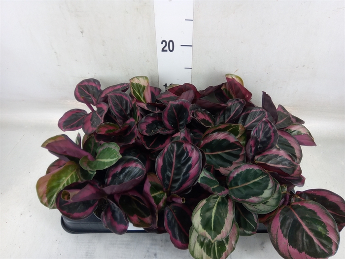 <h4>Calathea   ...</h4>