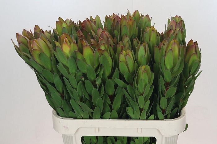 <h4>LEUCAD SAF GOLDSTRIK</h4>