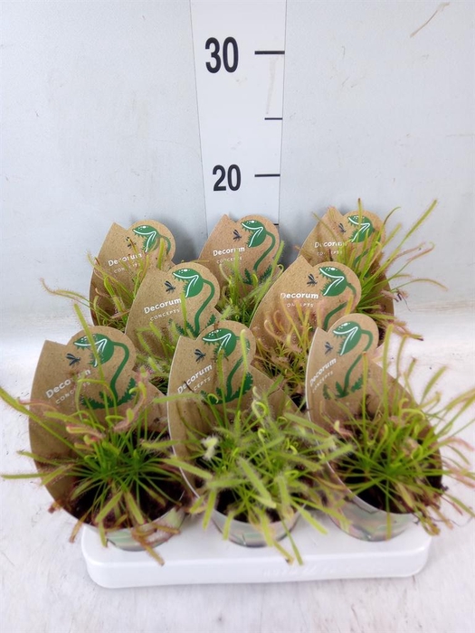 <h4>Vleesetende planten</h4>