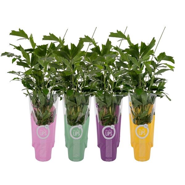 <h4>MoreLIPS® Caryota Mitis P24cm - H130cm in ShowHoes</h4>