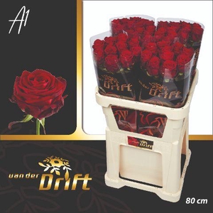 Rosa gr Red Naomi