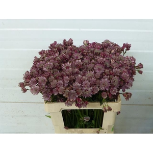 Astrantia Rosita